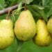 Nine Health and Nutrition Benefits of Pears