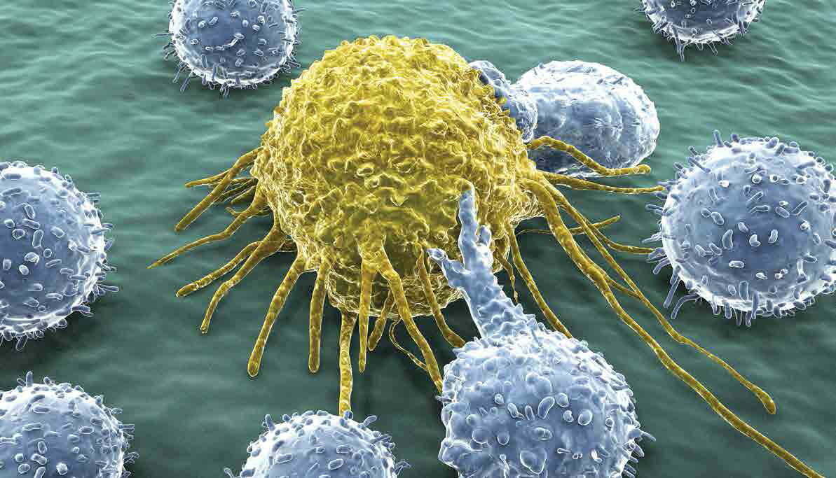 Cancer killing functionality of lesser-regarded immune cells