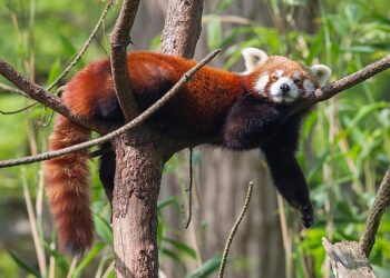 Diet of Red Panda – What Are The Benefits?